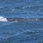 Rare whale sighted off Point Reyes coast