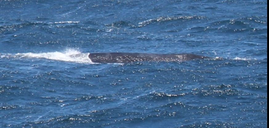 Rare whale sighted off Point Reyes coast