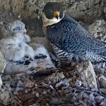 Watch live: Peregrine falcon webcam up and running on Alcatraz Island