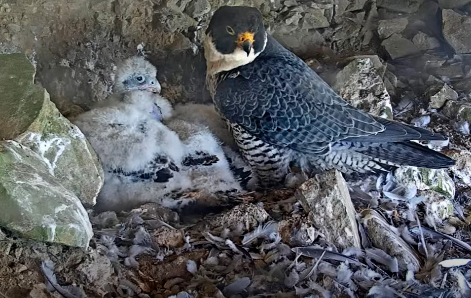 Watch live: Peregrine falcon webcam up and running on Alcatraz Island