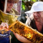 When bees swarm in the Bay Area, who you gonna call? These heroes.