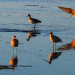 ‘The world in motion’: Bird migration peaks over Bay Area in first week of May