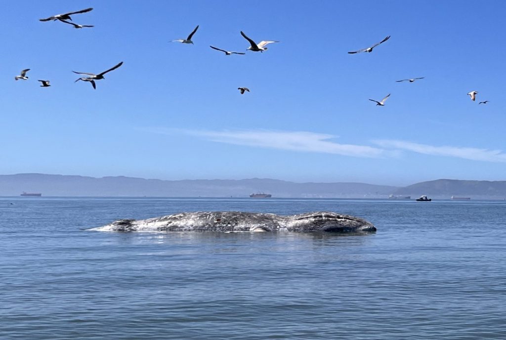 Whale found near Alameda likely died after being hit by ship