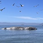 Whale found near Alameda likely died after being hit by ship