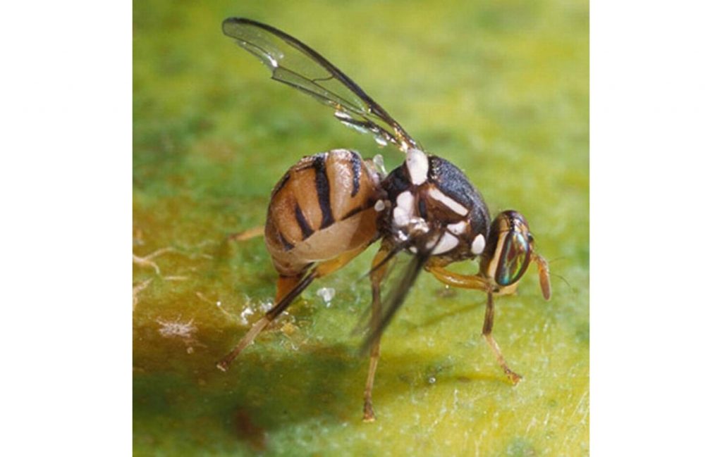 Oriental fruit fly crop quarantine lifted after successful eradication of invasive pest