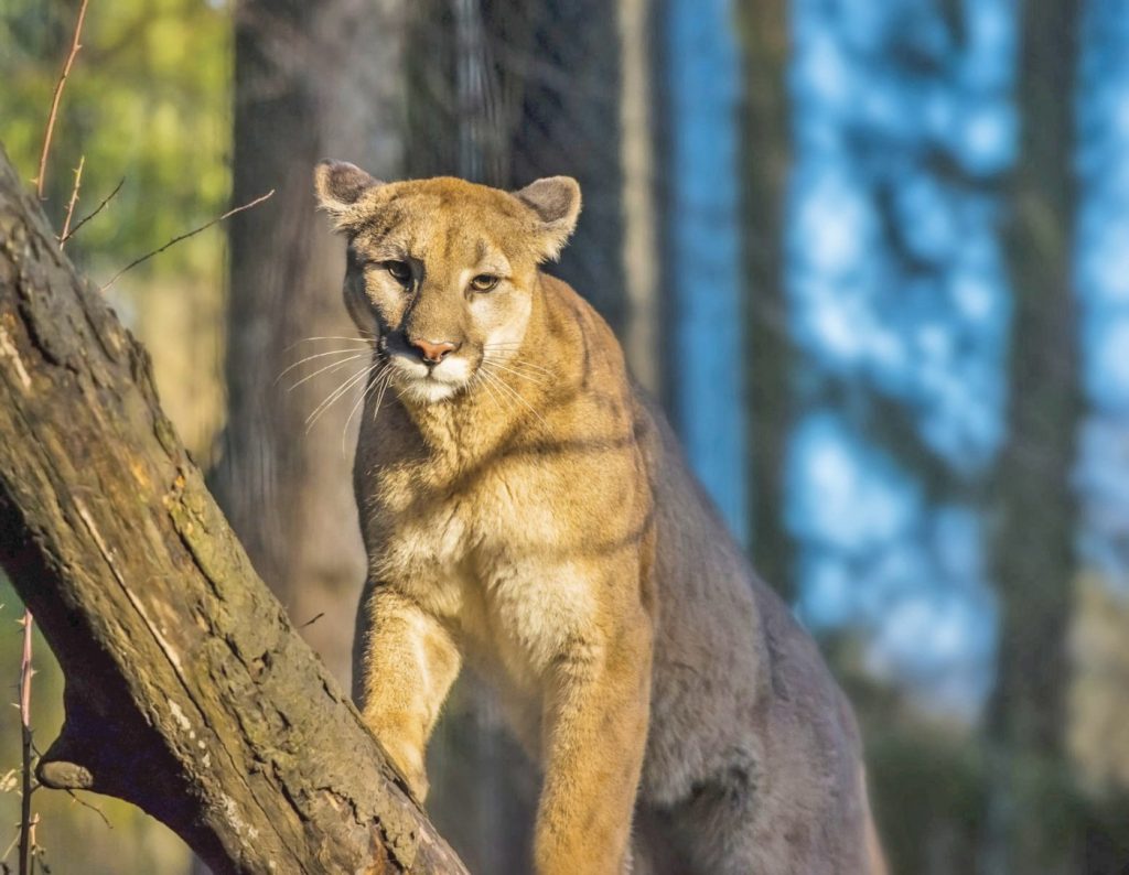 Mountain lion caught on camera roaming Milpitas