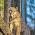 Mountain lion caught on camera roaming Milpitas