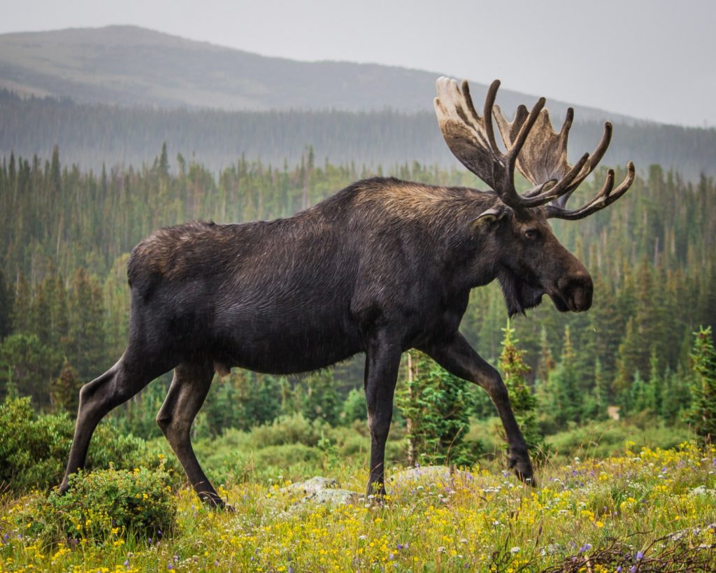 Moose kills Alaska man attempting to take photos of her newborn calves