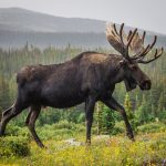 Moose kills Alaska man attempting to take photos of her newborn calves