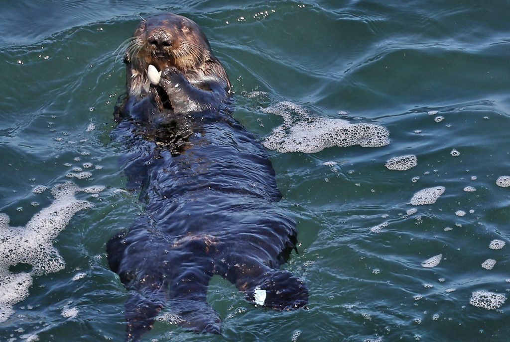 Elusive surfboard-stealing Otter 841 back in Santa Cruz, up to her old tricks