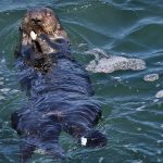 Elusive surfboard-stealing Otter 841 back in Santa Cruz, up to her old tricks