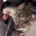 Oakland McDonald’s employees hold rally over rat invasion