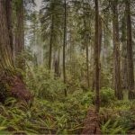 A Berkeley art show’s massive photos celebrate California’s trees