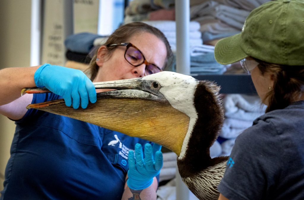 Pelicans are starving. We might know why