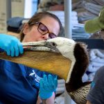 Pelicans are starving. We might know why