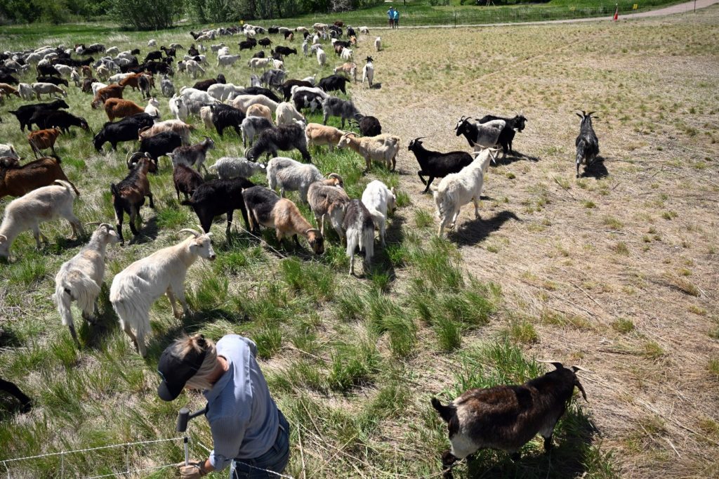 Hungry goats are latest phenom-nom-nom in Colorado wildfire prevention