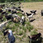 Hungry goats are latest phenom-nom-nom in Colorado wildfire prevention