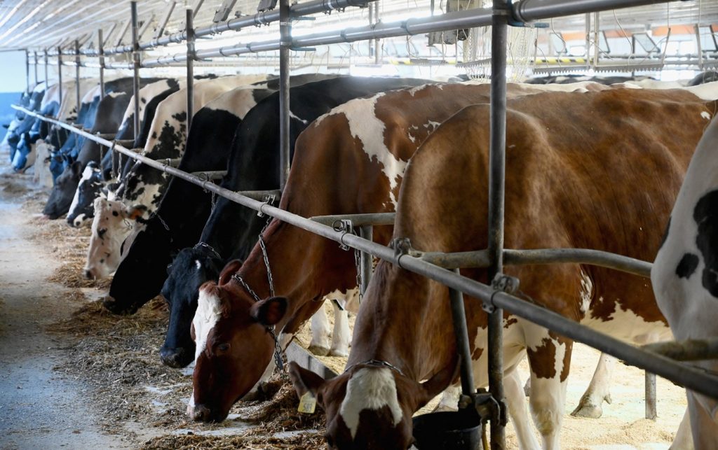 Clues from bird flu’s ground zero on dairy farms in the Texas panhandle