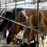 Clues from bird flu’s ground zero on dairy farms in the Texas panhandle