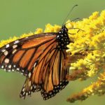 Here’s a great new tool to help protect butterflies in your area