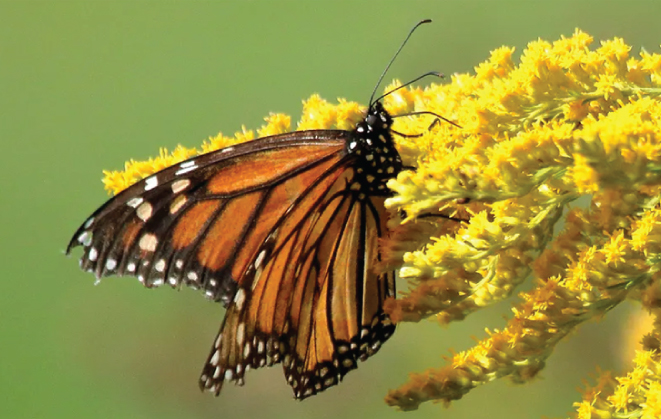 Here’s a great new tool to help protect butterflies in your area