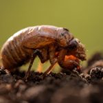 A strange fungus could transform emerging cicadas into ‘saltshakers of death,’ scientists say