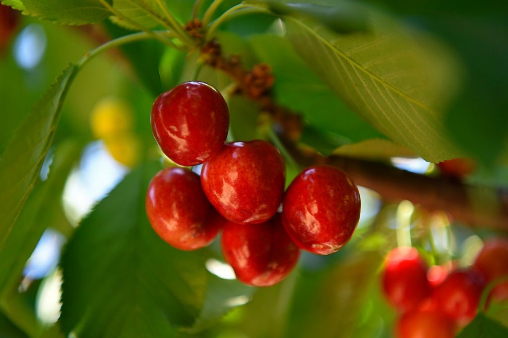 It’s opening weekend for cherry season in the Bay Area; here’s where to go