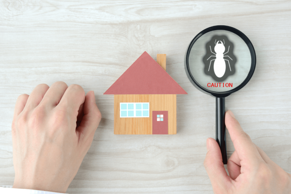 Experts at Pacific Coast Termite offer Essential Tips to Prevent Termite Infestation in Your Home