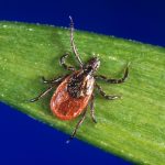 How to keep safe now that tick season has arrived