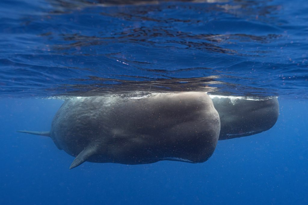 Scientists say they are learning basics of sperm whale language