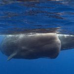 Scientists say they are learning basics of sperm whale language