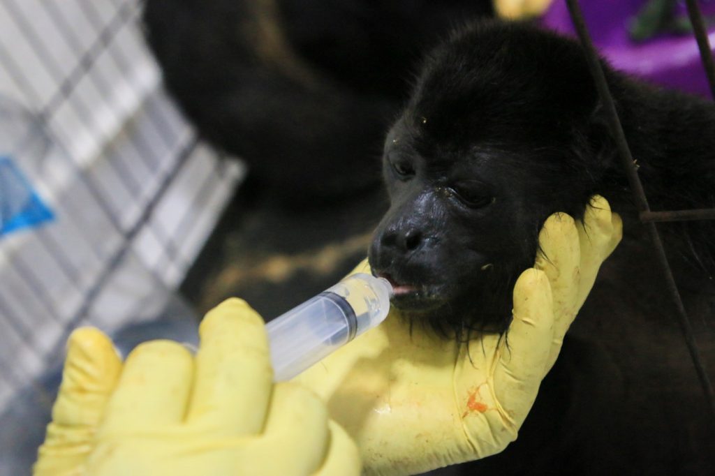 Brutal heat wave is killing howler monkeys in Mexico