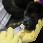 Brutal heat wave is killing howler monkeys in Mexico