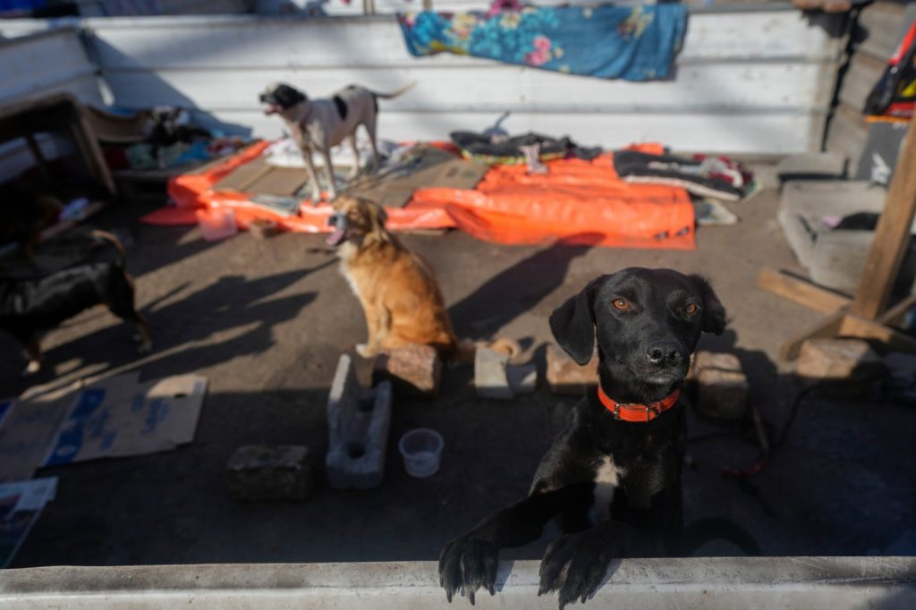 Shelter in southern Brazil is saving dogs from the floodwaters