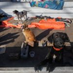 Shelter in southern Brazil is saving dogs from the floodwaters