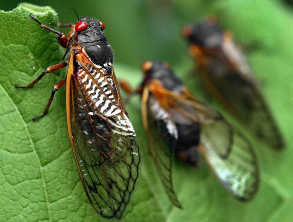 Billions of cicadas are invading the U.S. Should Californians be worried?