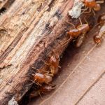 Is a termite treatment on an Oakland home also killing ants, and is there a risk to residents?