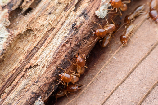 Is a termite treatment on an Oakland home also killing ants, and is there a risk to residents?