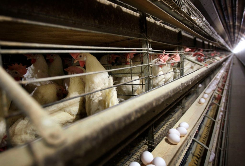 Bird flu tests are hard to get. So how will we know when to sound the pandemic alarm?