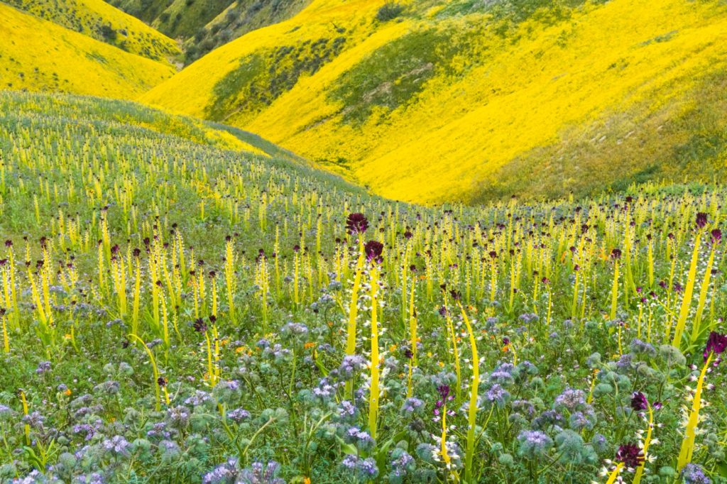 The town that is pure California perfection