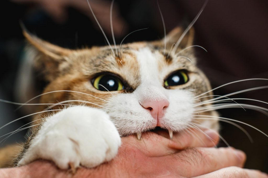 What to do about a San Mateo cat that won’t stop biting his new owner