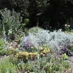 30 tips to help your June garden manage water, fruit trees, vegetables and more