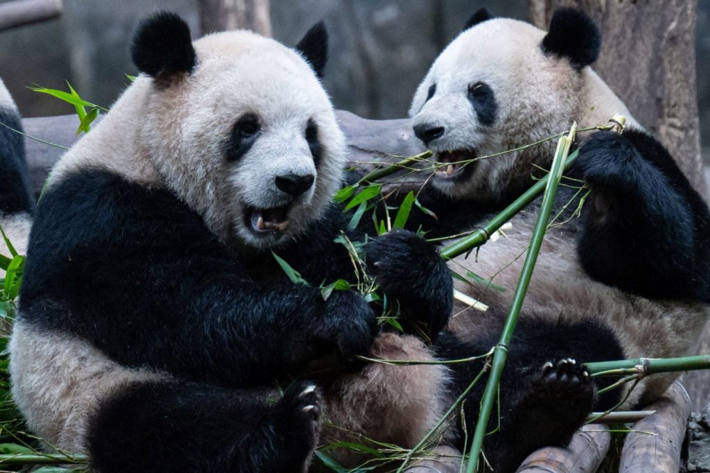 Long-awaited pandas arrive safely in San Diego