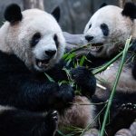 Long-awaited pandas arrive safely in San Diego