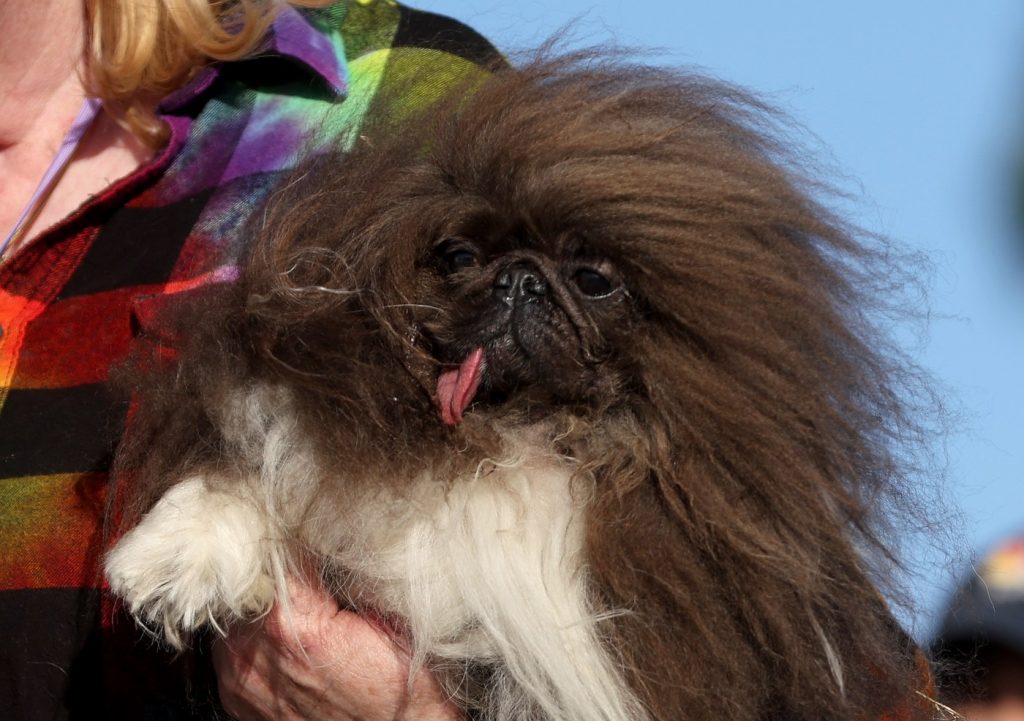 Photos: Pekingese is the World’s Ugliest Dog