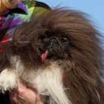 Photos: Pekingese is the World’s Ugliest Dog