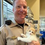 Chippy the kitten stops highway traffic on Highway 1; CHP officers rescue wayward cat from engine of Prius