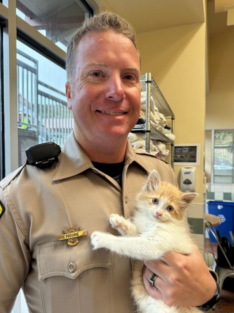 Chippy the kitten stops highway traffic on Highway 1; CHP officers rescue wayward cat from engine of Prius