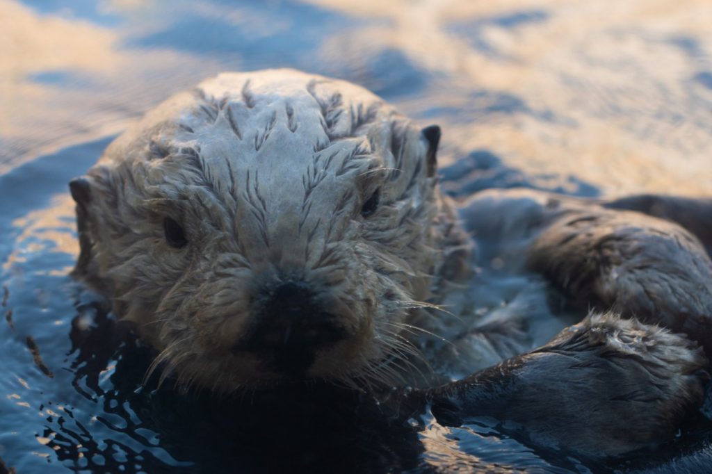 Fans mourn passing of Monterey Bay Aquarium’s oldest otter