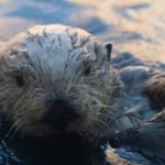 Fans mourn passing of Monterey Bay Aquarium’s oldest otter